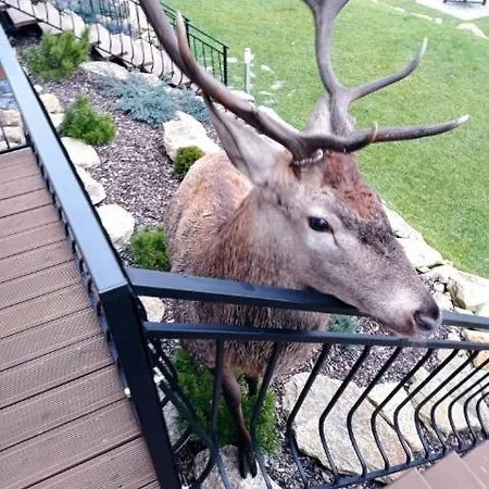 Na Skale Z Widokiem Na Panorame Karkonoszy Dağ evi *