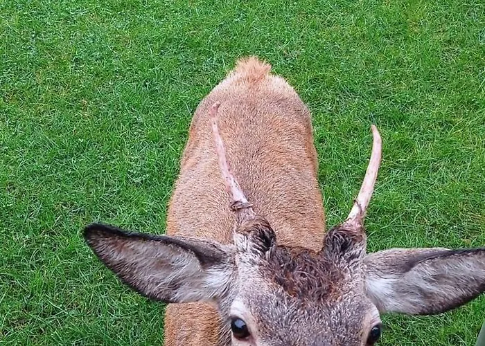 Na Skale Domek alpejski Szklarska Poręba